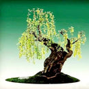 Egrow 20Pcs/Pack  Willow Seeds Willow Tree Plant Bonsai Hardy Exotic Species Fast Growing Garden Plants Perennial Evergreen Plants