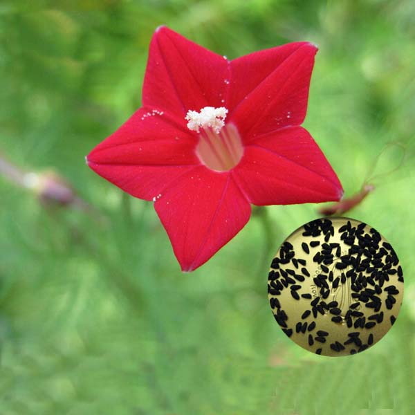 Egrow 20Pcs/Pack Cypress Vine Seeds Red White Gardening Wall Door Climbing Flowers Plants