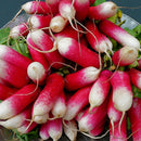 Egrow 100Pcs/Bag Sausage Radish Seeds Juicy And Nutritious Early Spring Radish Delicious Vegetable