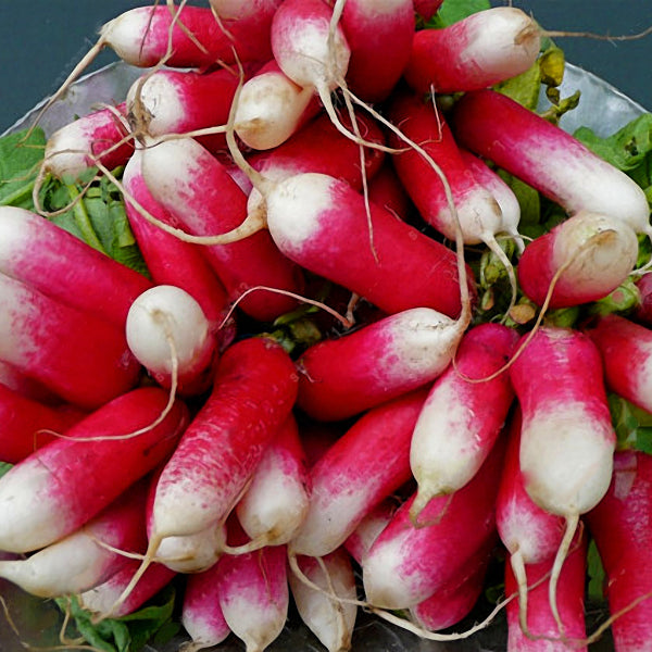 Egrow 100Pcs/Bag Sausage Radish Seeds Juicy And Nutritious Early Spring Radish Delicious Vegetable