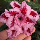Egrow10Pcs/Bag Adenium Seeds Giant Two-colors Adenium Pink Red Garden Flowers Seeds Bonsai Seeds