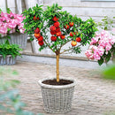 Egrow 10 Pcs/Pack Sweet Peach Seed Gardening Dwawf Peach Tree Bonsai Fruit Peach Seeds Plants