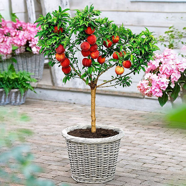 Egrow 10 Pcs/Pack Sweet Peach Seed Gardening Dwawf Peach Tree Bonsai Fruit Peach Seeds Plants