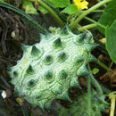Egrow 20 Pcs/Pack Kiwano Melon Seeds African Cucumber Seed Garden Greenhouse Vegetable Fruit Plants
