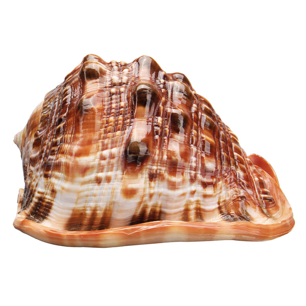 Natural Bull's mouth Helmet Conch Shell Coral Sea Snail FishTank Adorn Ornament Home Decorations