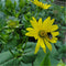 Egrow 50 Pcs/Pack Silphium Seeds Silphium Perfoliatum Grass Plant Home Garden Decoration