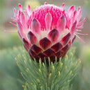 Egrow 50 Pcs/Pack Protea Seeds Rare Protea Cynaroides Bonsai Easy Planting Rare Bonsai Flower Bonsai Rare Flower