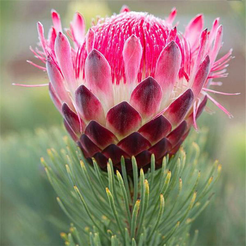 Egrow 50 Pcs/Pack Protea Seeds Rare Protea Cynaroides Bonsai Easy Planting Rare Bonsai Flower Bonsai Rare Flower