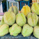 Egrow 5Pcs/Bag Durian Tree Seeds Delicious King Of Fruit Seeds High-nutrition Rare Bonsai Seeds