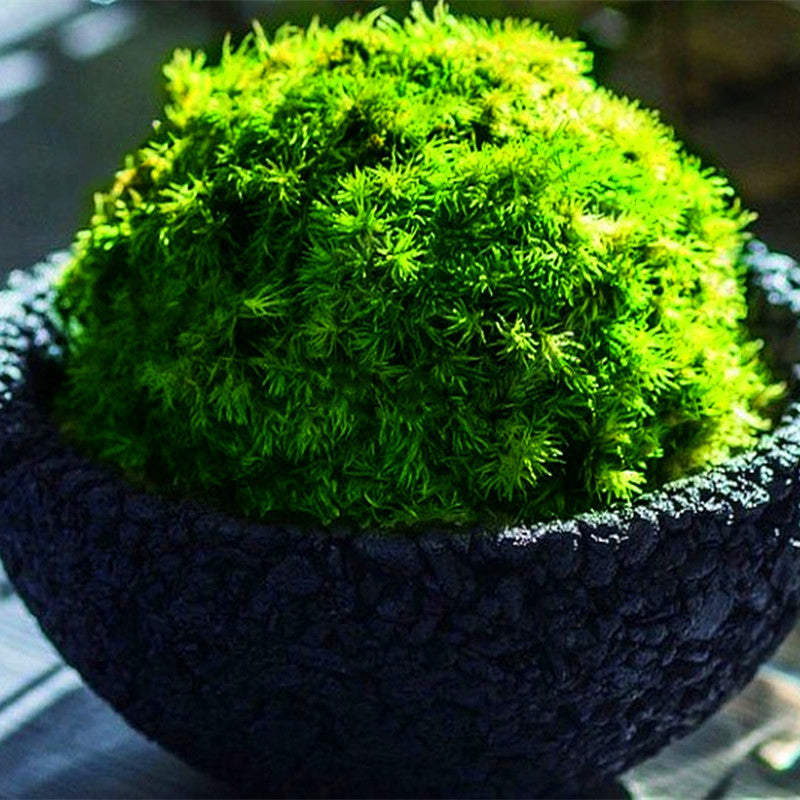 Egrow 100Pcs/Pack Moss Seeds Home DIY Bonsai Decoration Grass Seeds Potted Plants Seeds
