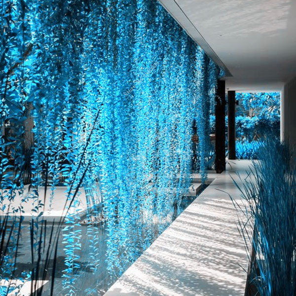 Egrow 100 Pcs/Bag Blue Pearl Chlorophytum Seed Potted Plants Flowers for Garden & Indoor Decoration