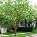 Egrow 20 Pcs/Pack Prunus Seeds Prunus Padus Tree Semente Plant Padus Racemosa