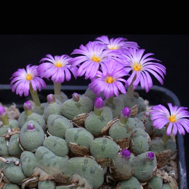 Egrow 100Pcs/Bag Purple Succulents Lithops Seed Garden Planting Office Balcony Decoration Flowers