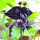 Egrow 100pcs/Bag Black Tiger Shall Orchid Seeds Multiple Varieties Orchid Flowers Seeds for Garden