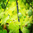 Egrow 50Pcs/Bag Mini Watermelon Seeds Thumb Watermelon Seeds Watermelon Fruit Seeds Indoor Plants