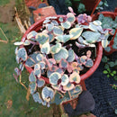 Egrow 100Pcs/Bag Ceropegia Succulent Seeds Garden Indoor Rare Flower Bonsai Plant Seed