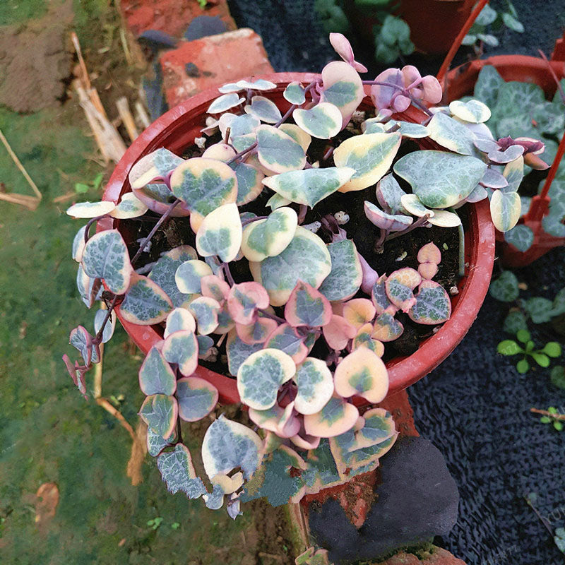 Egrow 100Pcs/Bag Ceropegia Succulent Seeds Garden Indoor Rare Flower Bonsai Plant Seed
