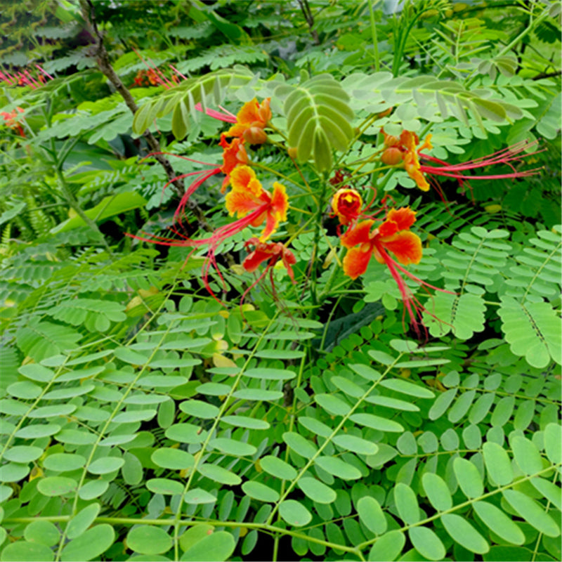 Egrow 20Pcs/Pack Caesalpinia Seeds Caesalpinia Pulcherrima Tree For Home Garden Decoration