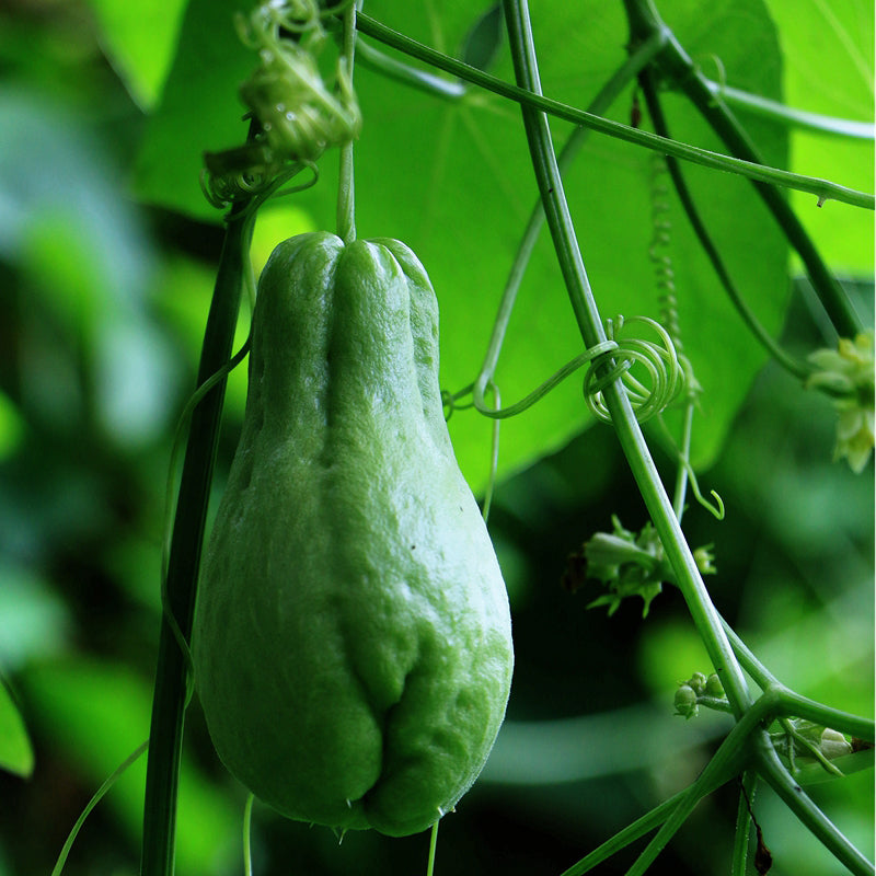 Egrow 30Pcs/Pack Chayote Seeds Natural Delicious Chayote Green Bonsai Rare Organic Vegetables Fruits