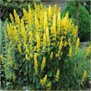 Egrow 100pcs Mix Color Lupine Bonsai Plants Seeds Annual Succulent Groundcover Flower Bonsais Potted Planting For Home Garden