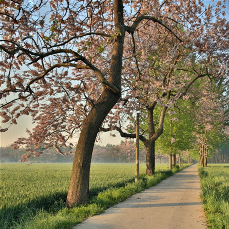 Egrow 50 Pcs/Pack Paulownia Tree Seeds Paulownia Tree Paulownia Fortunei For Home Garden Decoration