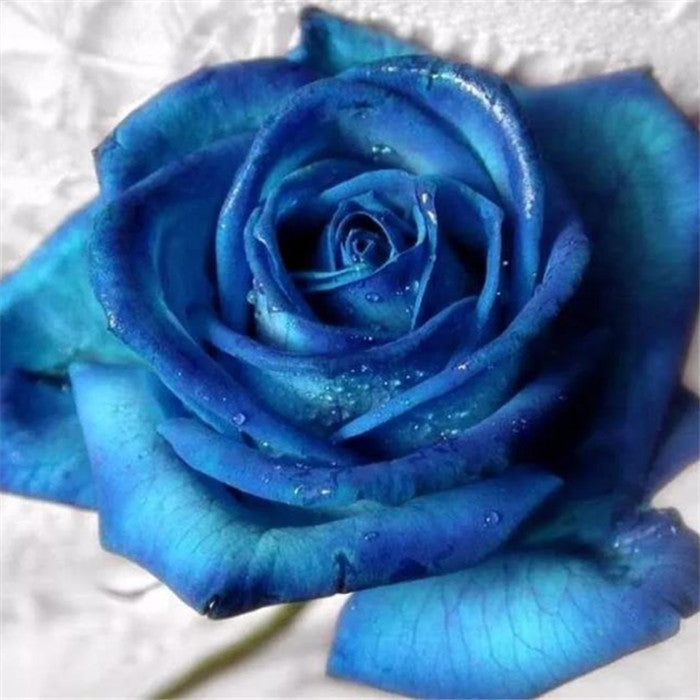 100 PCS Blue Dragon Rose Seeds Rare Beautiful Stripe Rose Bush Plant Garden