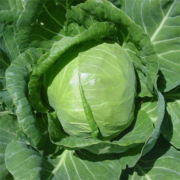 Egrow 100Pcs/Pack Giant Cabbage Seeds Organic Vitamin Vegetables Seeds Courtyard Plants