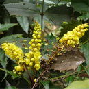 Egrow 100 Pcs/Pack Mahonia Seeds Mahonia Bealei Semente Plant Mahonia Fortunei
