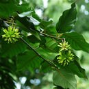 Egrow 50 Pcs/Pack Camptotheca Seeds Camptotheca Tree Plant Home Garden Tree