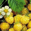500Pcs Yellow Strawberry Seeds Garden Seeds Fruit Seeds