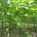 Egrow 100PCS/Pack Paulownia Elongata Seeds Forest Tree Bonsai Fast Growing Tree For Garden