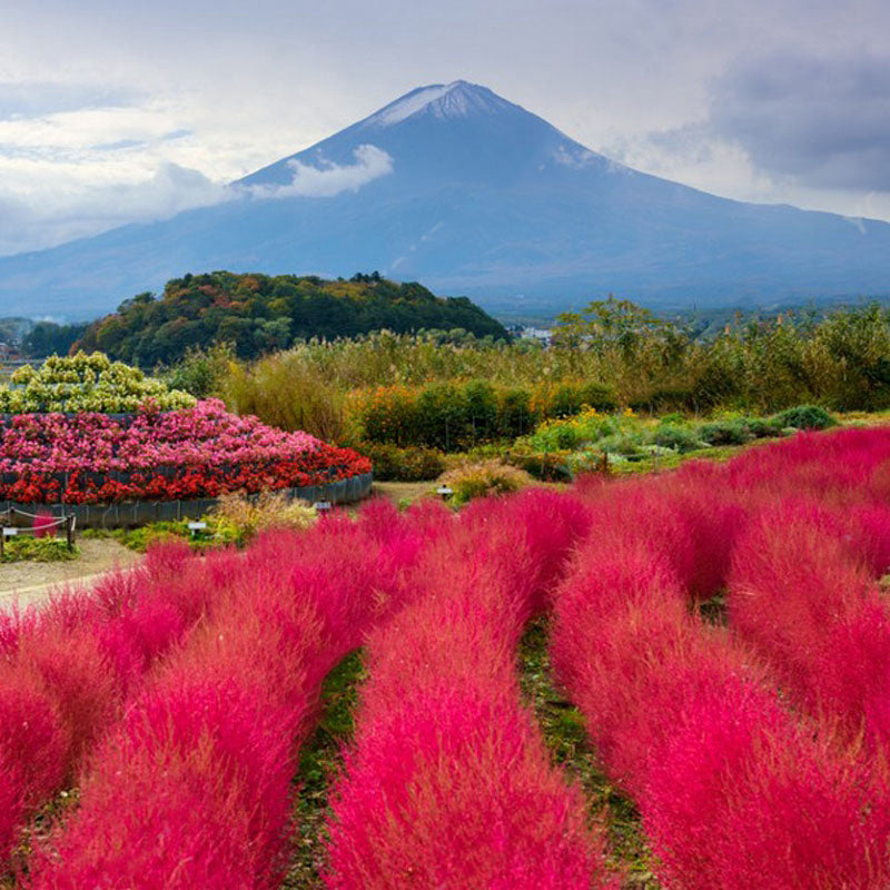 Egrow 200 Pcs/Bag Round Cypress Seeds Summer Cypress Bonsai Air Purify Bonsai Pot Plant For Home Garden Decoration