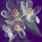 10PCS Japanese Lotus Flower Seeds White Petal Flower with Rain Turns Translucent Bonsai Crystal