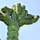 Egrow 100PCS/Pack Stone Cactus Seeds Succulents Raw Stone Cactus Bonsai Potted Flowers