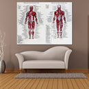 Muscle System Poster Anatomy Chart Human Body Educational Silk Cloth Home Decor