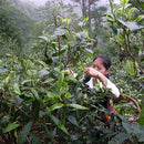 Egrow 30 Pcs/Pack Pu'er Tea Seeds Pu Erh Tea Tree Plant Chinese Pu'er Tea Tree