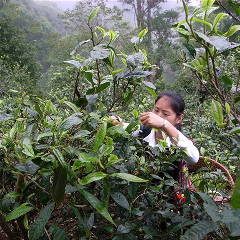 Egrow 30 Pcs/Pack Pu'er Tea Seeds Pu Erh Tea Tree Plant Chinese Pu'er Tea Tree