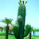 Egrow 100PCS/Pack Stone Cactus Seeds Succulents Raw Stone Cactus Bonsai Potted Flowers