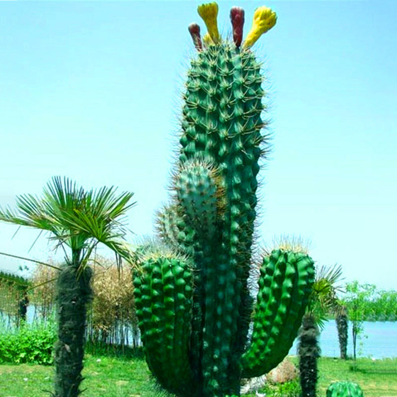 Egrow 100PCS/Pack Stone Cactus Seeds Succulents Raw Stone Cactus Bonsai Potted Flowers