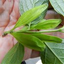 Egrow 100 Pcs Eucommia Seeds Eucommiae Gutta Tree Home Garden Decoration Plant