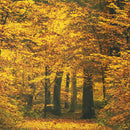 5x7FT Autumn Fall Bridge Photography Vinyl Background Studio Photo Backdrops