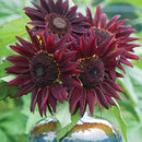 Egrow 20Pcs/Pack Wine Red Sunflower Seeds Garden Decoration Plants Potted Flower Seeds