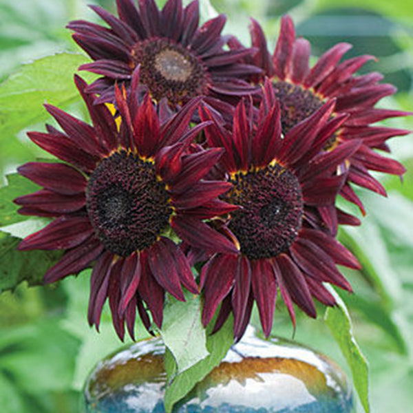 Egrow 20Pcs/Pack Wine Red Sunflower Seeds Garden Decoration Plants Potted Flower Seeds