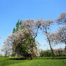 Egrow 50 Pcs/Pack Paulownia Tree Seeds Paulownia Tree Paulownia Fortunei For Home Garden Decoration