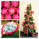 Egrow 50 Pcs/Pack Pitaya Seeds Red White Dragon Fruit Tree Seed for Outdoor Courtyard Plants