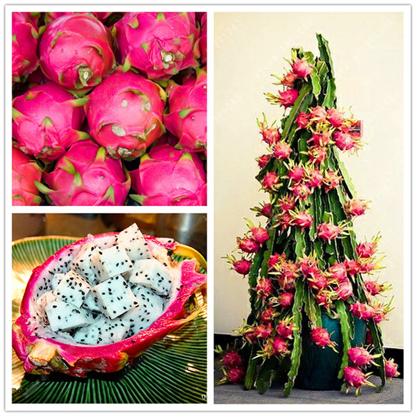 Egrow 50 Pcs/Pack Pitaya Seeds Red White Dragon Fruit Tree Seed for Outdoor Courtyard Plants