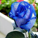 Egrow 50Pcs/Pack Holland Rainbow Rose Seeds Gardening Bonsai Flower Seeds