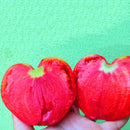 Egrow 100 Pcs/Pack Giant Tomato Seeds Organic Fruit Red Strawberry Tomato Bonsai Fresh Vegetable Solanum lycopersicum Potted Plants