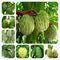 Egrow 5 Pcs/Pack Custard Apple Srikaya Seeds Bonsai Soursop Fruit Graviola Annona Muricata Plant Sweet Sop Fruit Sugar Apple Plant