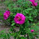Egrow 60 Pcs/Pack Red Thorn Rose Seeds Red Thorn Rosa Rugosa Tree Semente Plant Flower Seeds